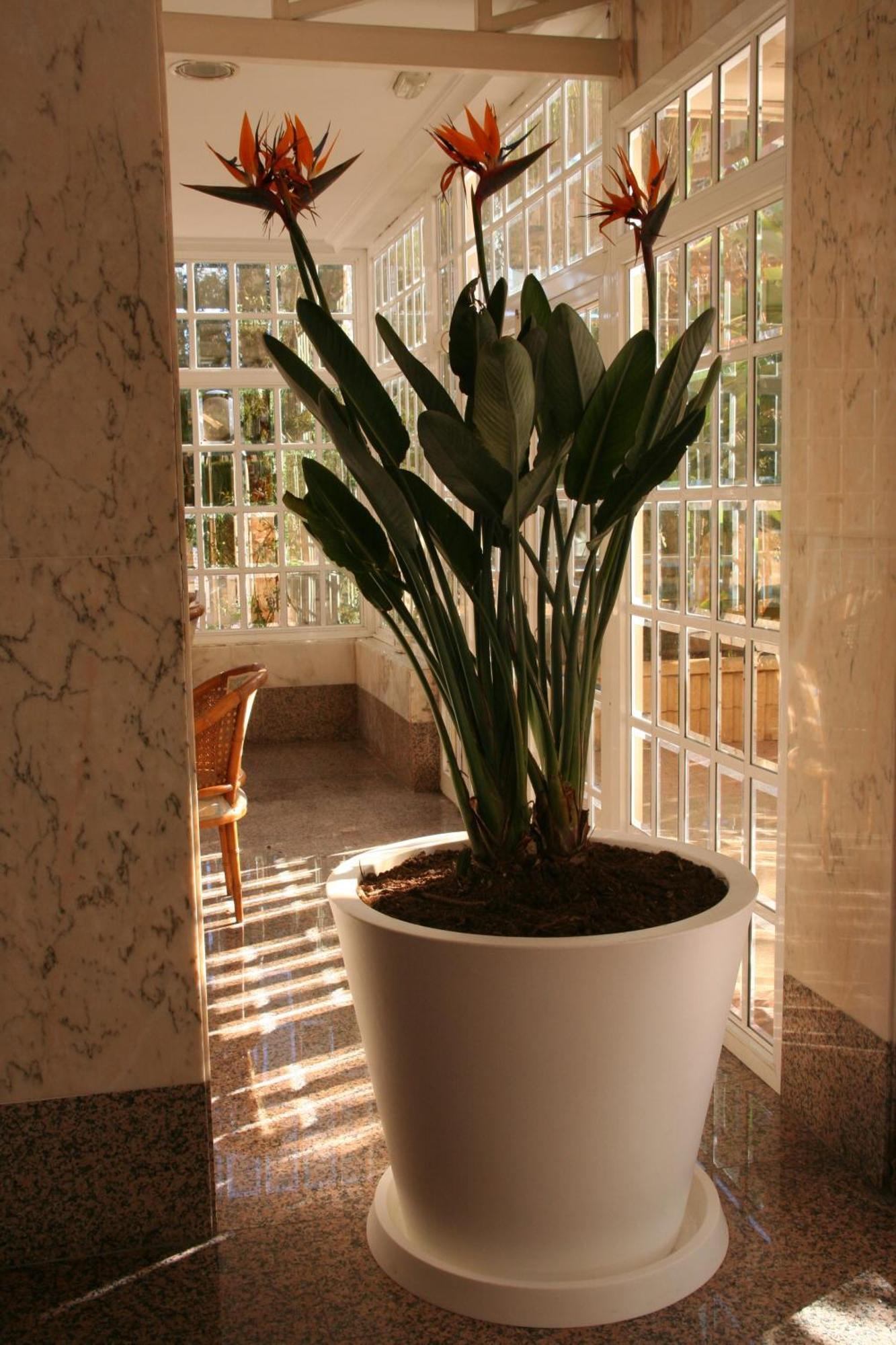 Apartamentos Maria Victoria Benidorm Exteriör bild